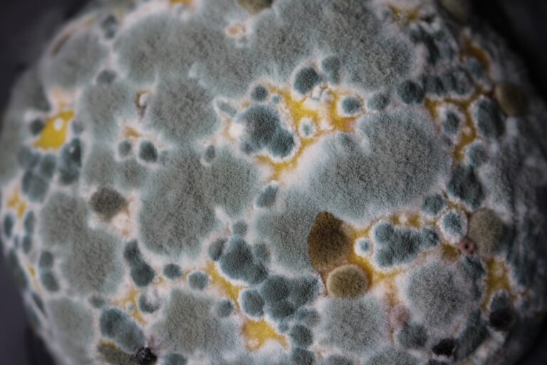 Picture of mould under a microscope