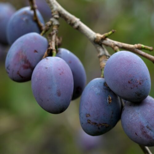 Damson plums on branch