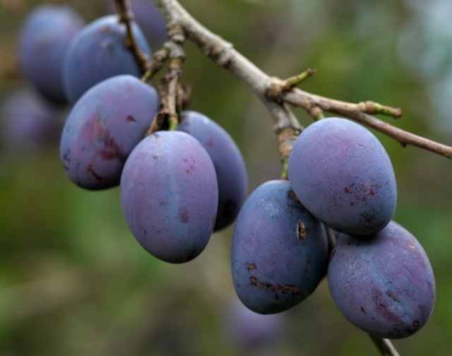 Damson plums on branch