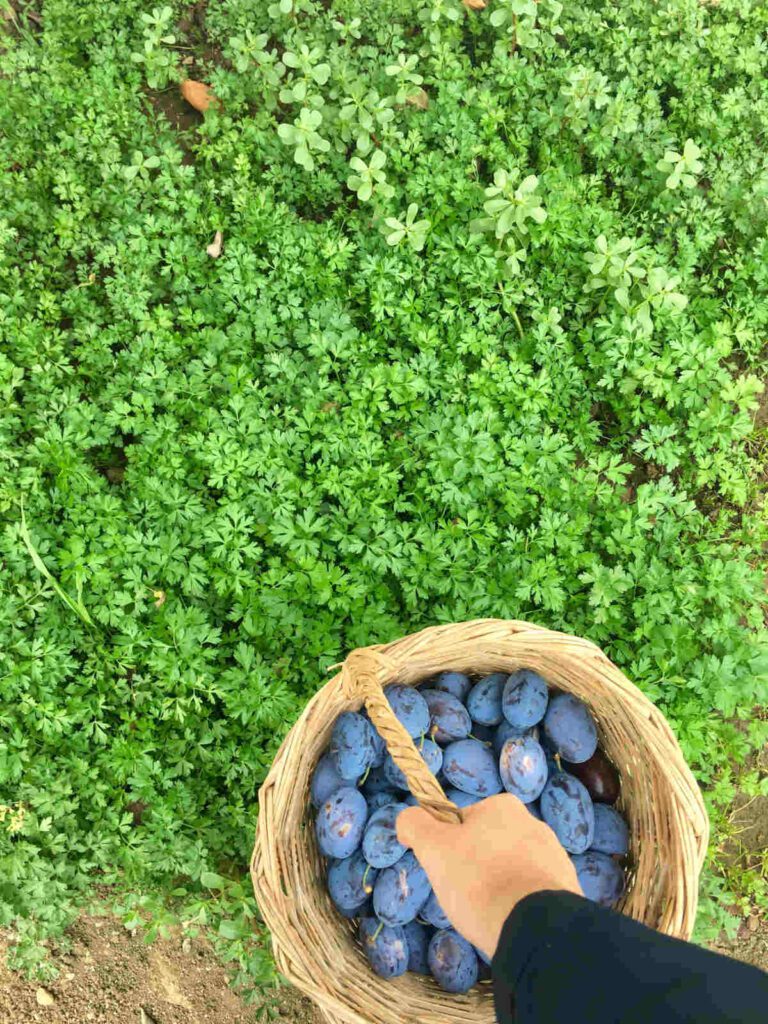 Hand of a person carrying a basket of damson plum with green ground cover in the background