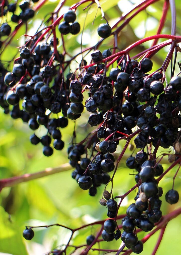 Black elderberry bunches on tree