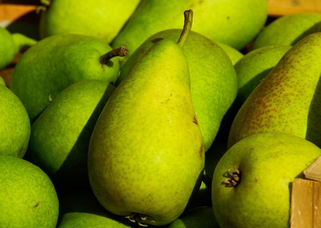 Close up image of a pile of yellow-green pears