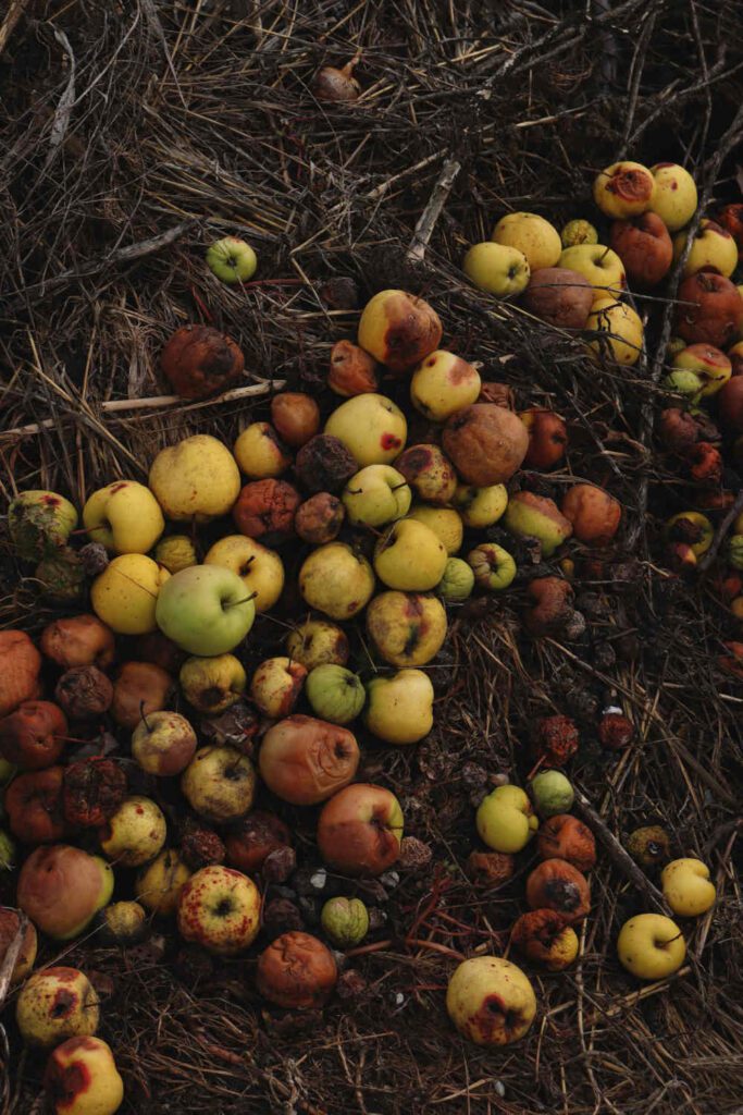 A pile of windfall apples