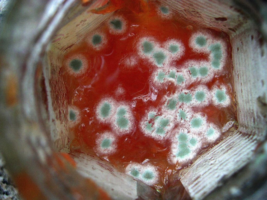 Green and white mould on surface of red jam.